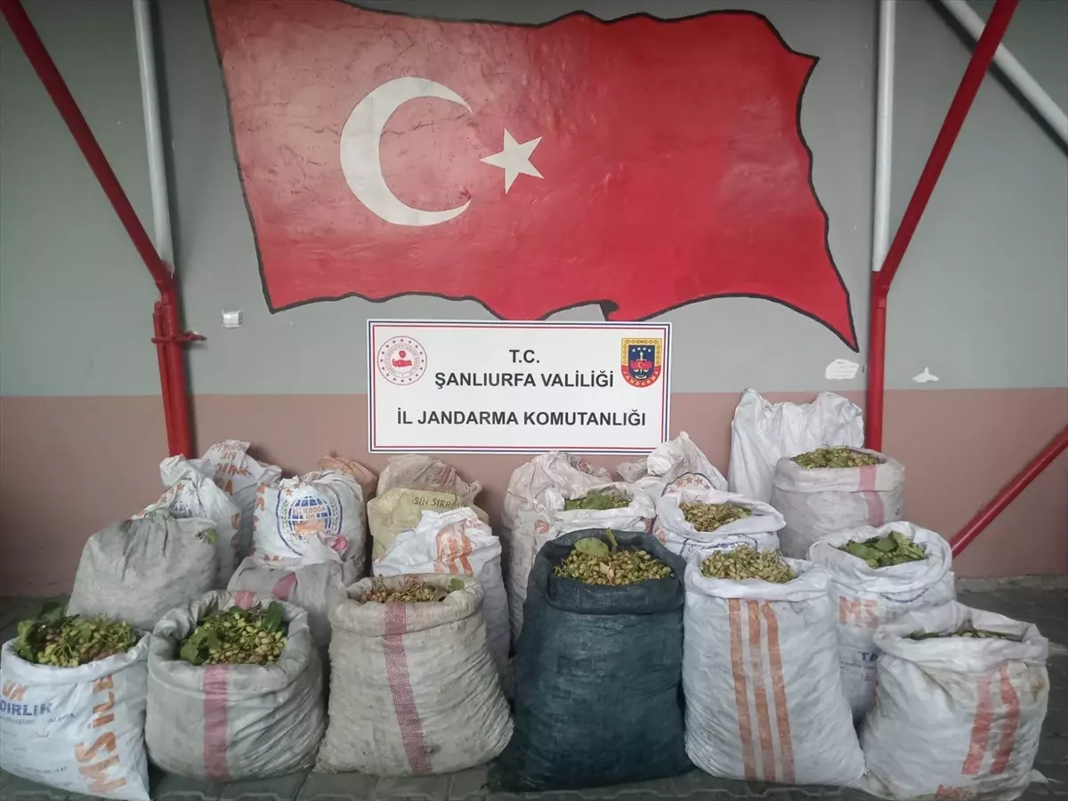 Ceylanpınar\'da Fıstık Hırsızlığına Operasyon