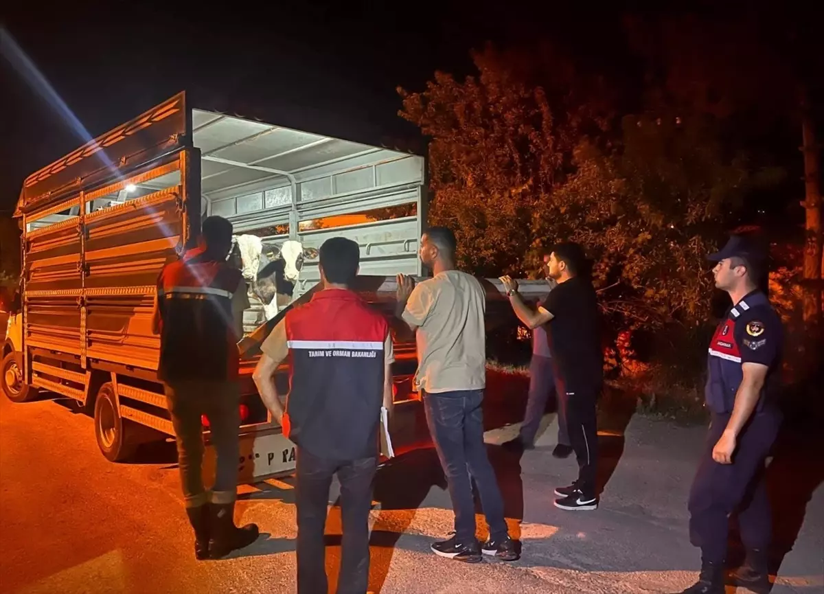 Karantinayı İhlal Eden Besiciye Cezalı İşlem