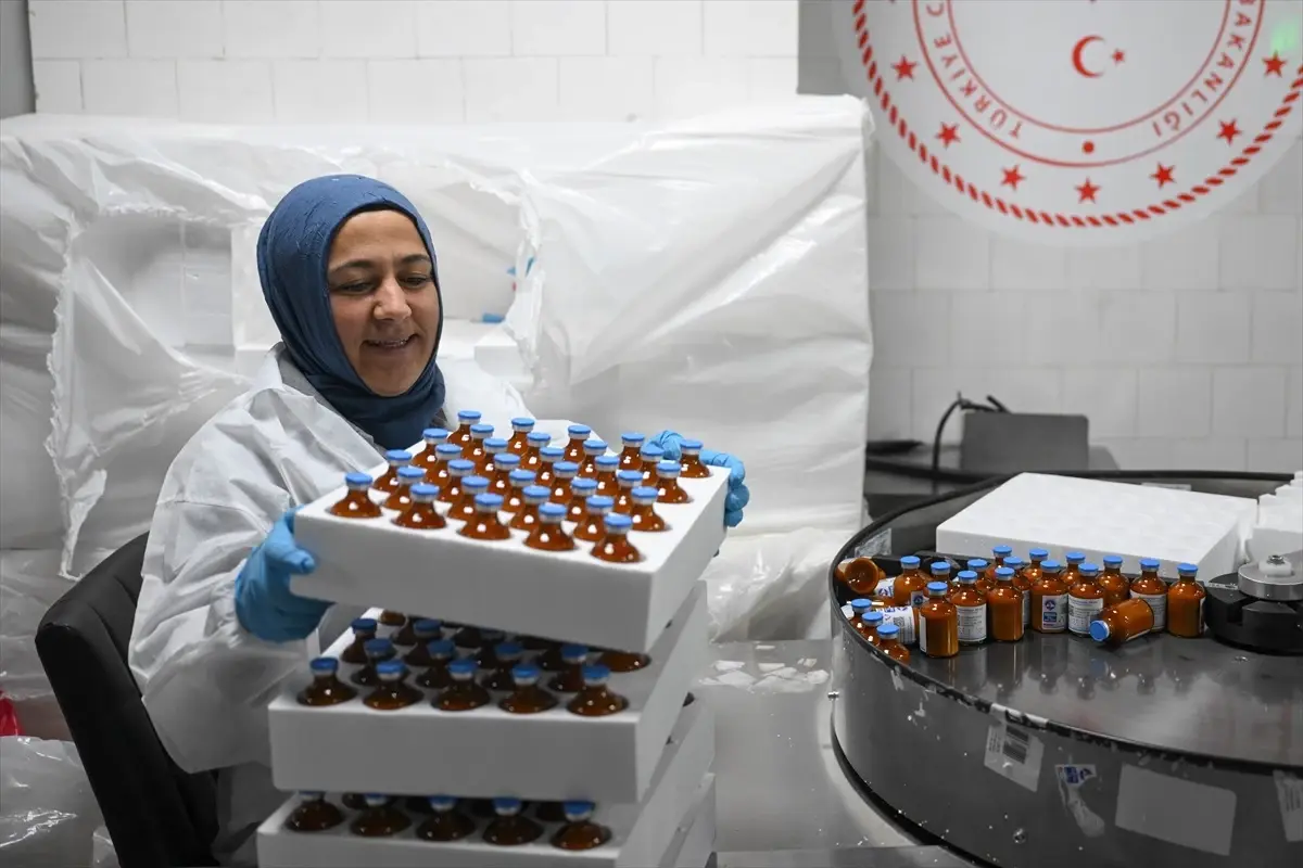 Şap Hastalığına 15 Milyon Doz Aşı Sevk Edildi