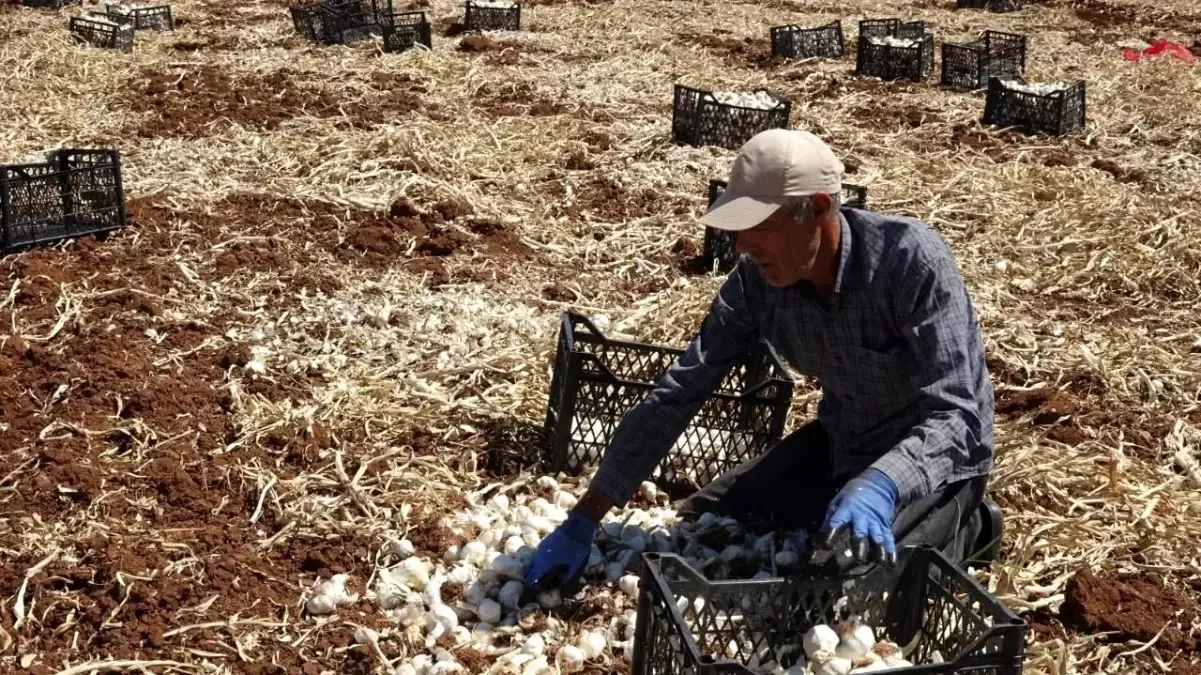 Araban Sarımsağı Hasadı Devam Ediyor