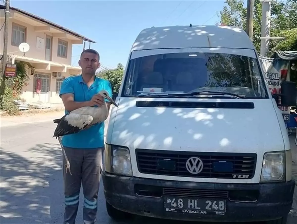 Leylek Tedaviye Alındı