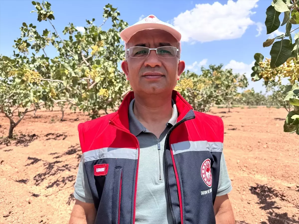 Siirt\'te Sözleşmeli Böğürtlen Projesi Başladı