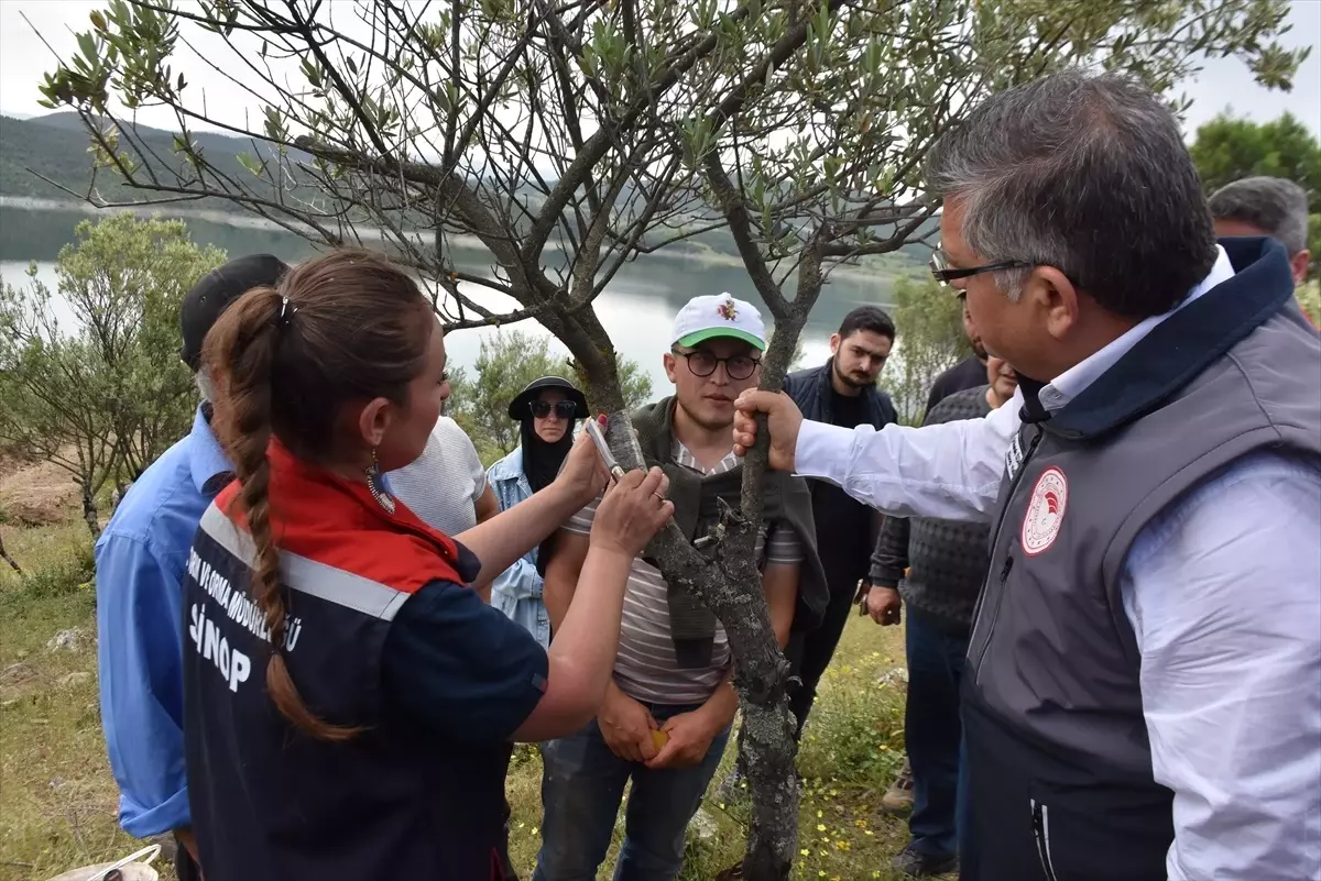 Sinop\'ta Yabani Zeytin Ağaçları Aşılanıyor