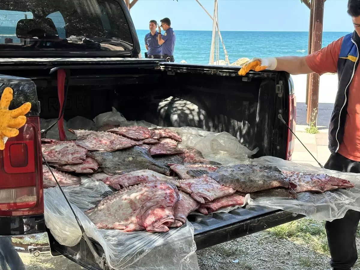 Sinop\'ta 1611 Kaçak Kalkan Balığı Ele Geçirildi