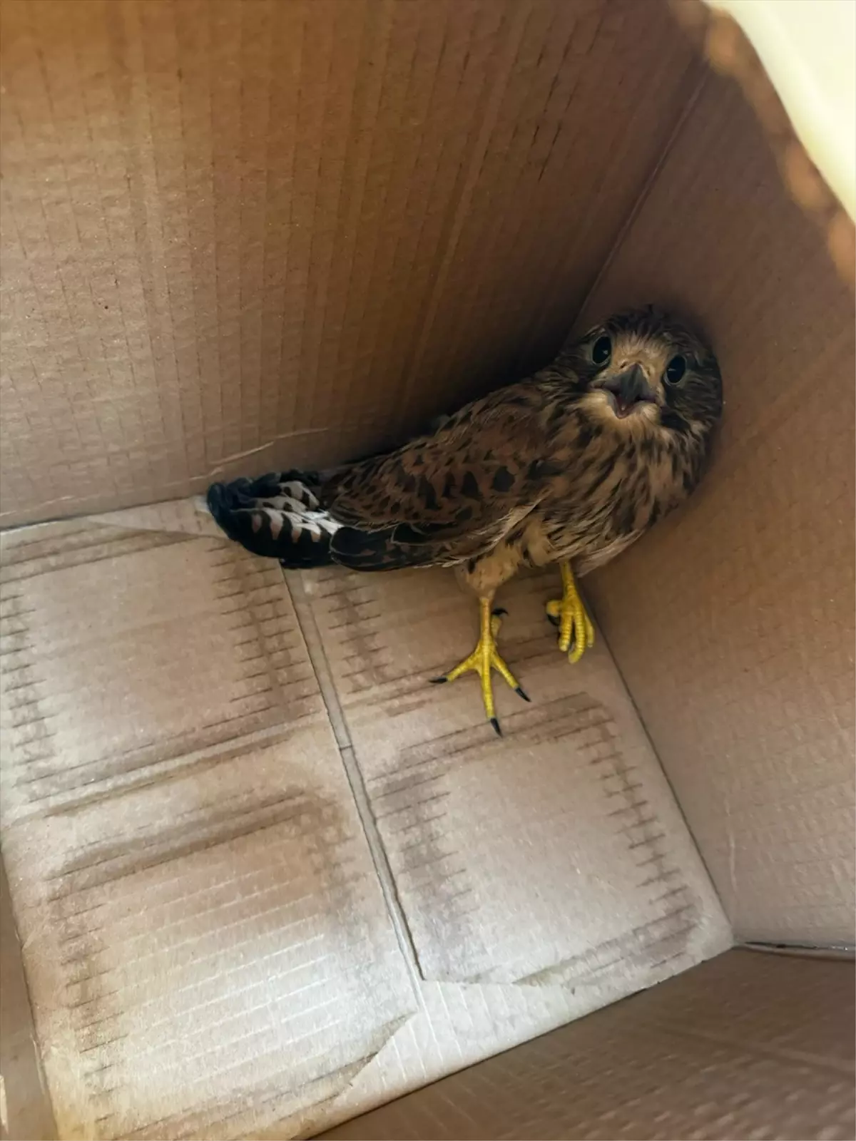 Tedavi Edilen Kuşlar Doğaya Salındı