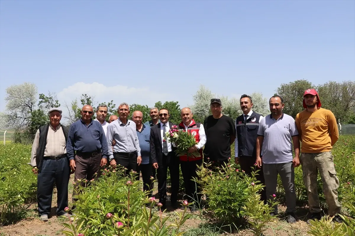 Sivas\'ta Şakayık Hasadı Yapıldı