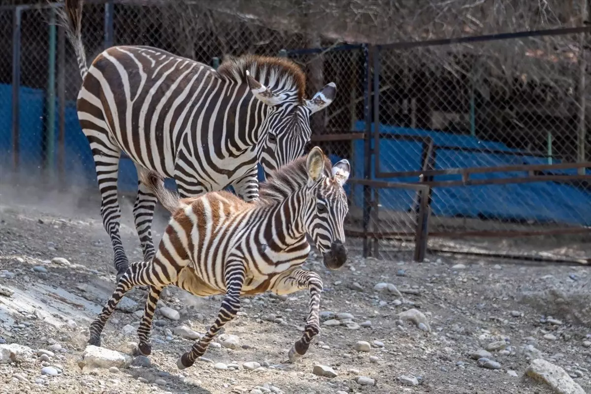 Tarsus Doğa Parkı\'nda Yeni Yavrular Dünyaya Geldi