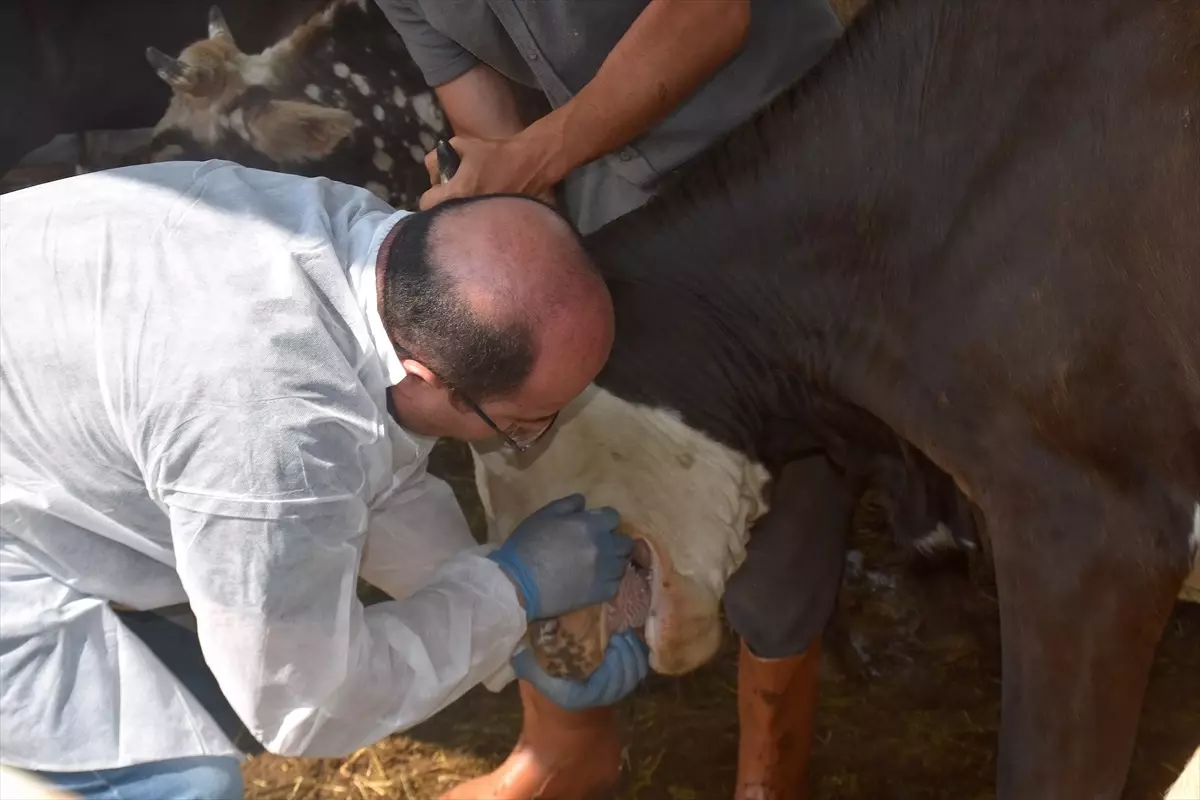 Van\'da 975 Kurban Kesimi Başladı