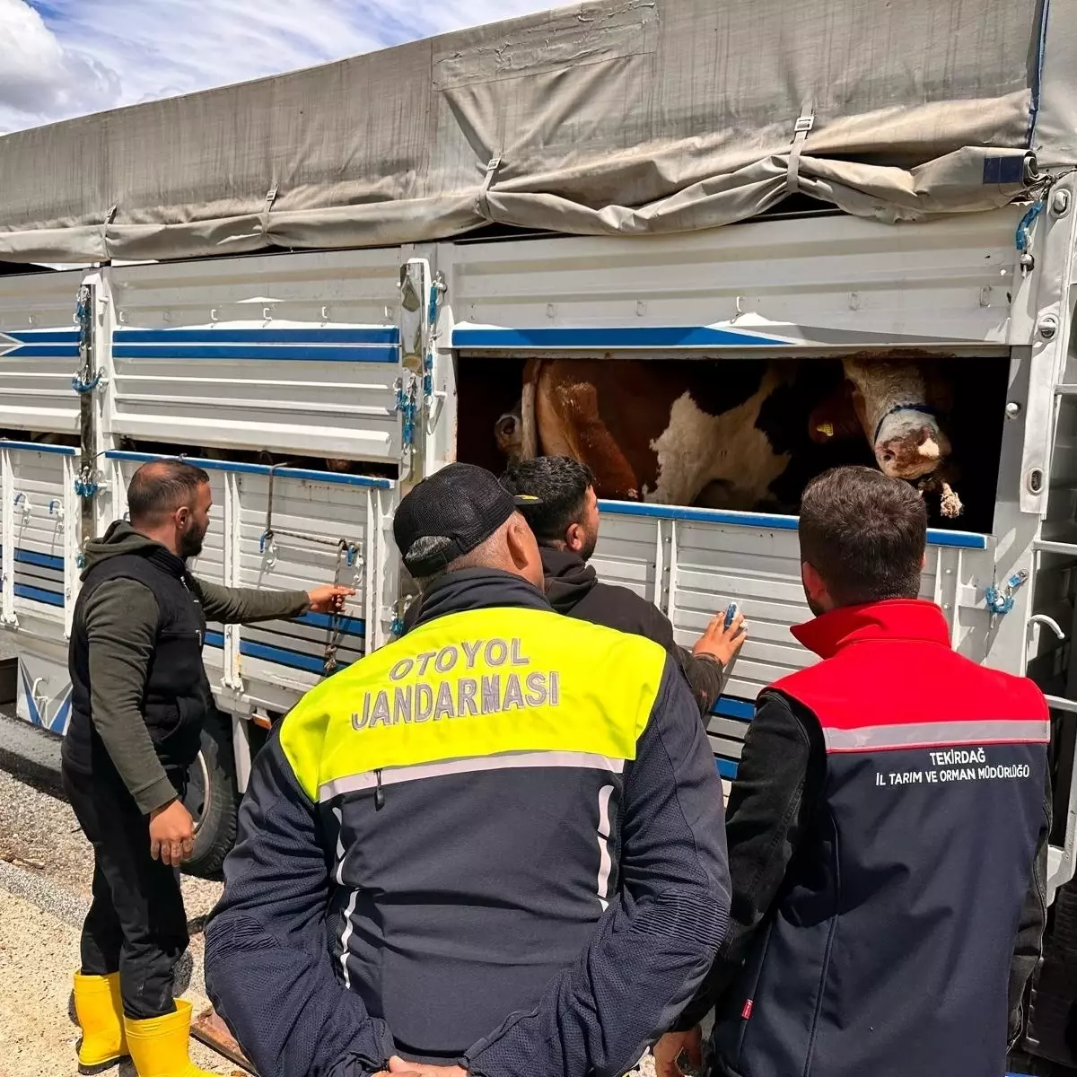 Kaçak Büyükbaş Havyan Getiren Besiciye Cezası