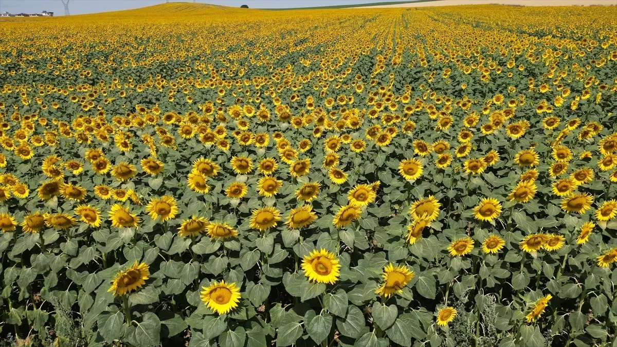 Tekirdağ\'da Ayçiçeği Güzelliği
