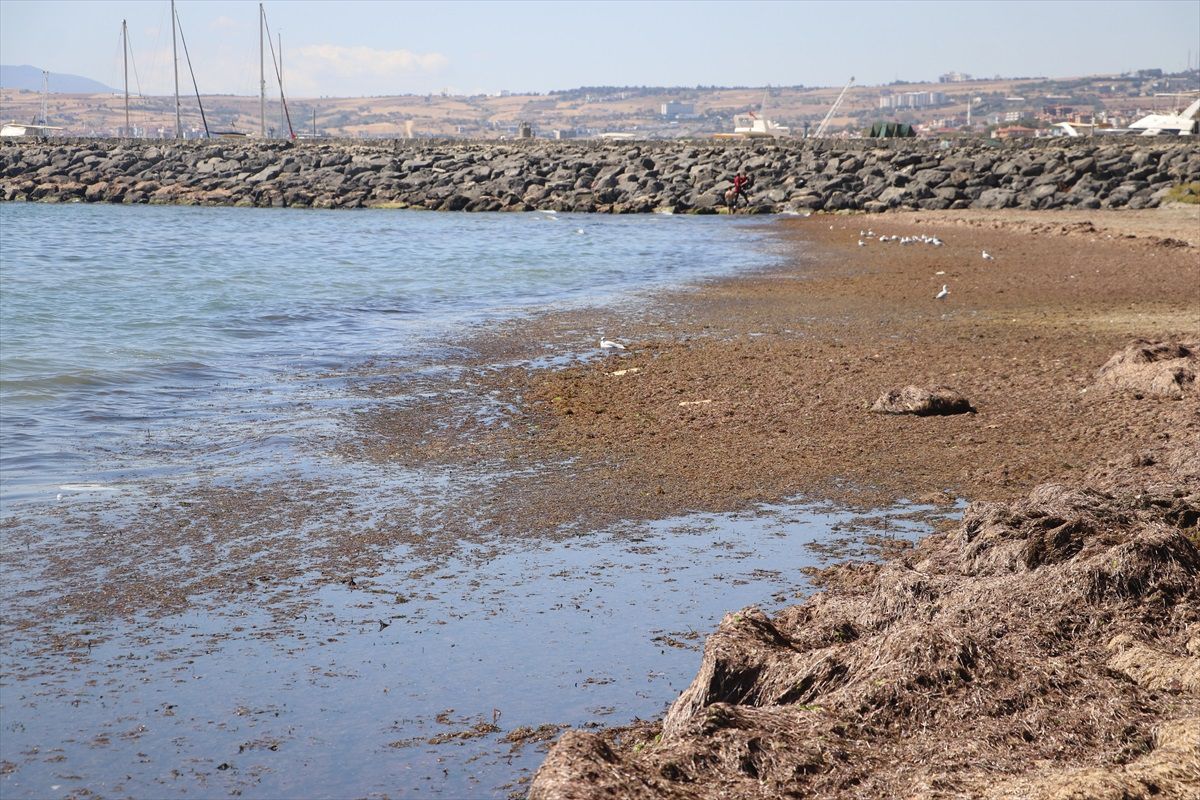 Tekirdağ\'da Kıyıda Kırmızı Yosun Birikti