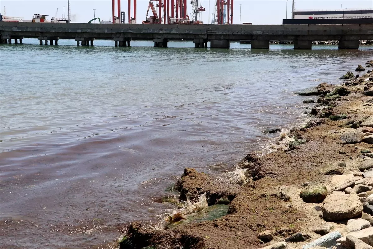Tekirdağ\'da Kırmızı Yosun Görüntüsü