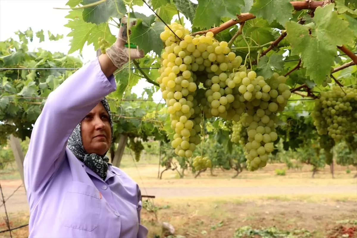 Süleymanpaşa Beyazı Üzüm Hasadı Başladı