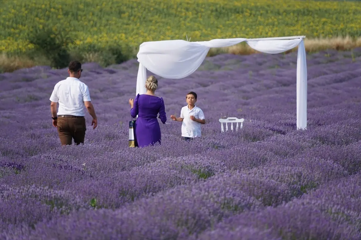 Tekirdağ\'da Lavanta ve Ayçiçeği Tarlaları