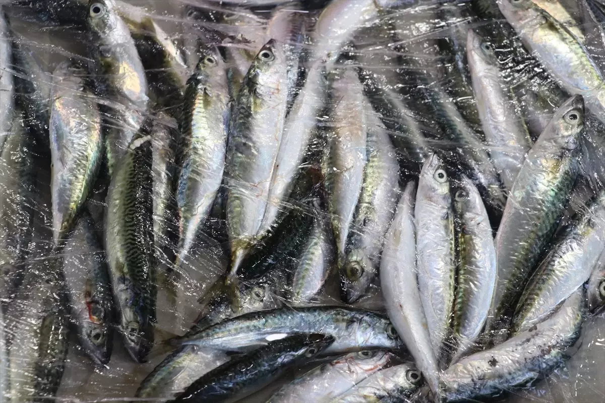 Av Yasağı Sonrası Balıkçılar Marmara\'da