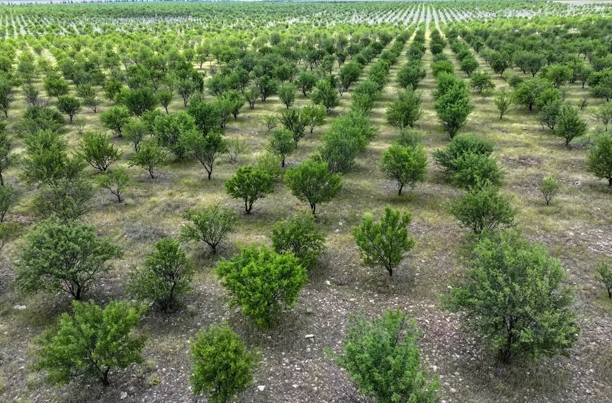 Badem Ormanları Erozyonu Önlüyor