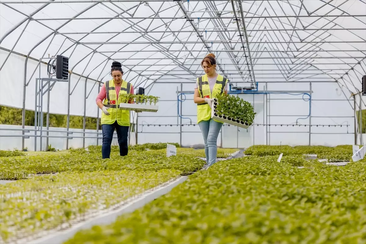 TİKA\'dan Bosna Hersek\'e Tarımsal Destek