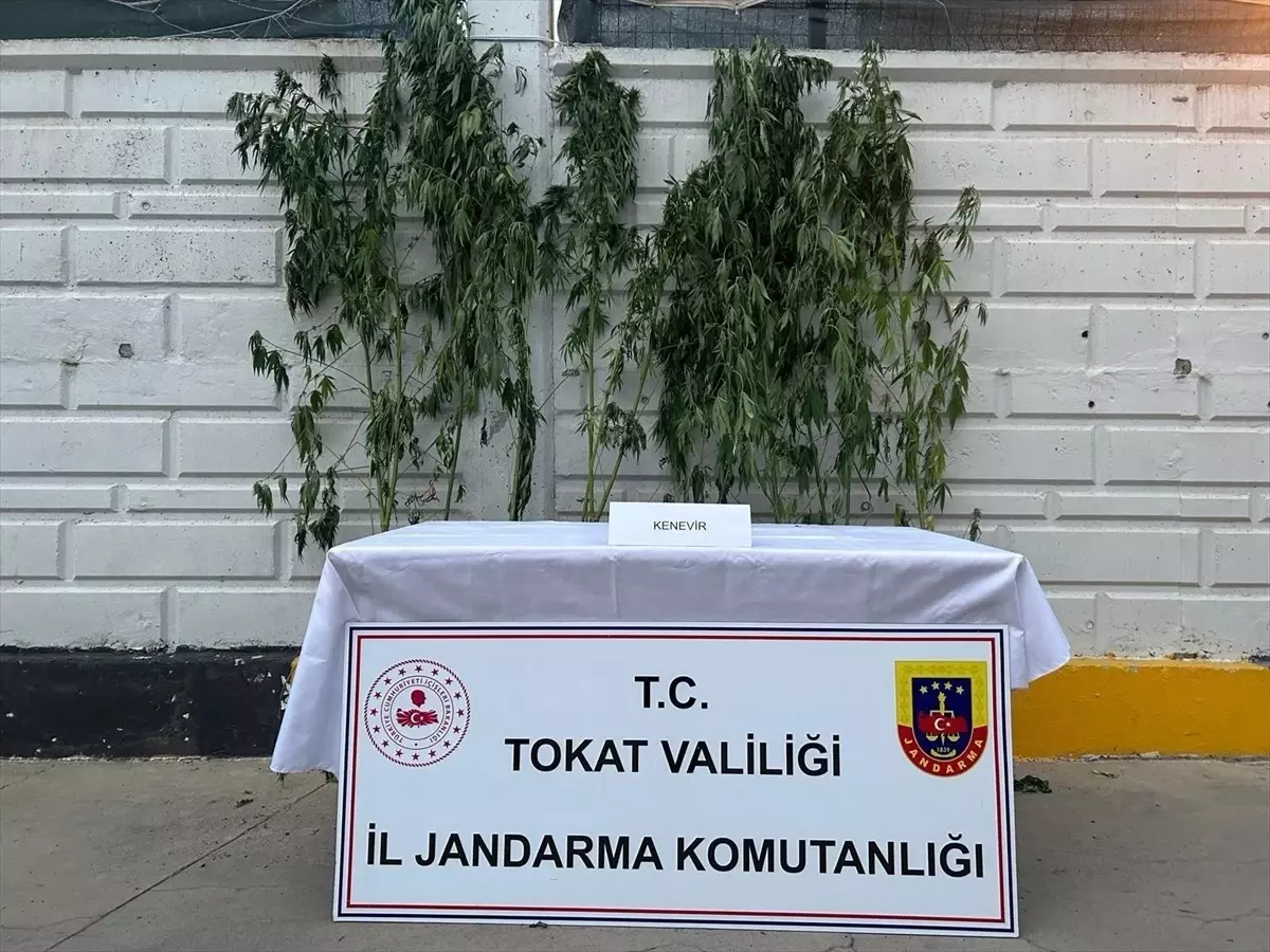 Niksar\'da Uyuşturucu Operasyonu