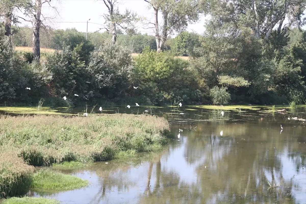 Kuraklık Tunca Nehri\'nde Sazlık Oluşturdu