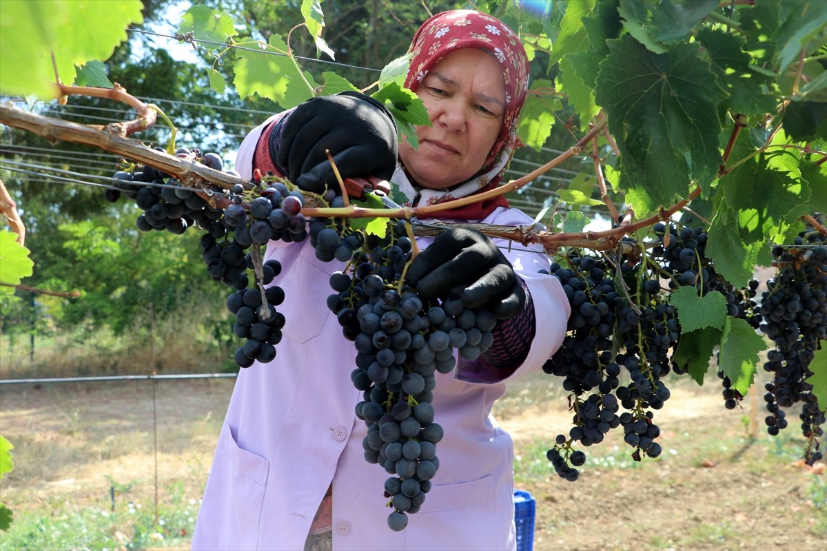 Trakya İlkeren Üzüm Hasadı Başladı