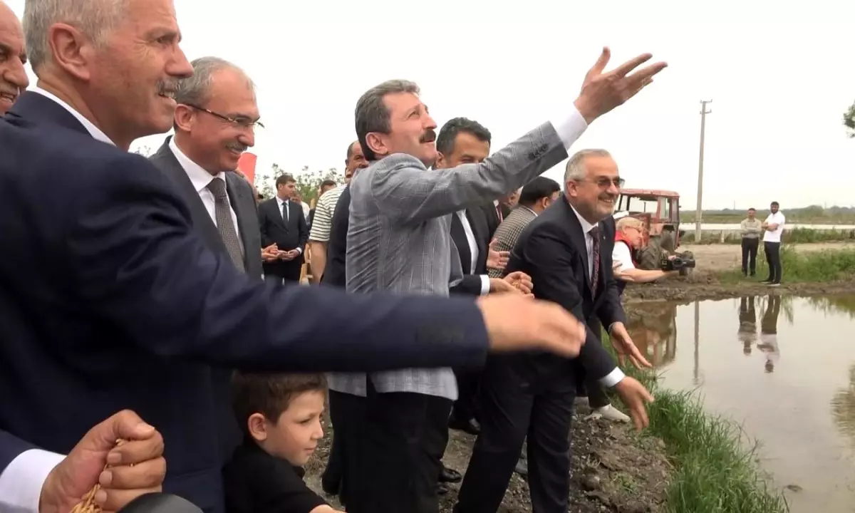 Bafra\'da Geleneksel Çeltik Ekim Günü Etkinliği Gerçekleştirildi