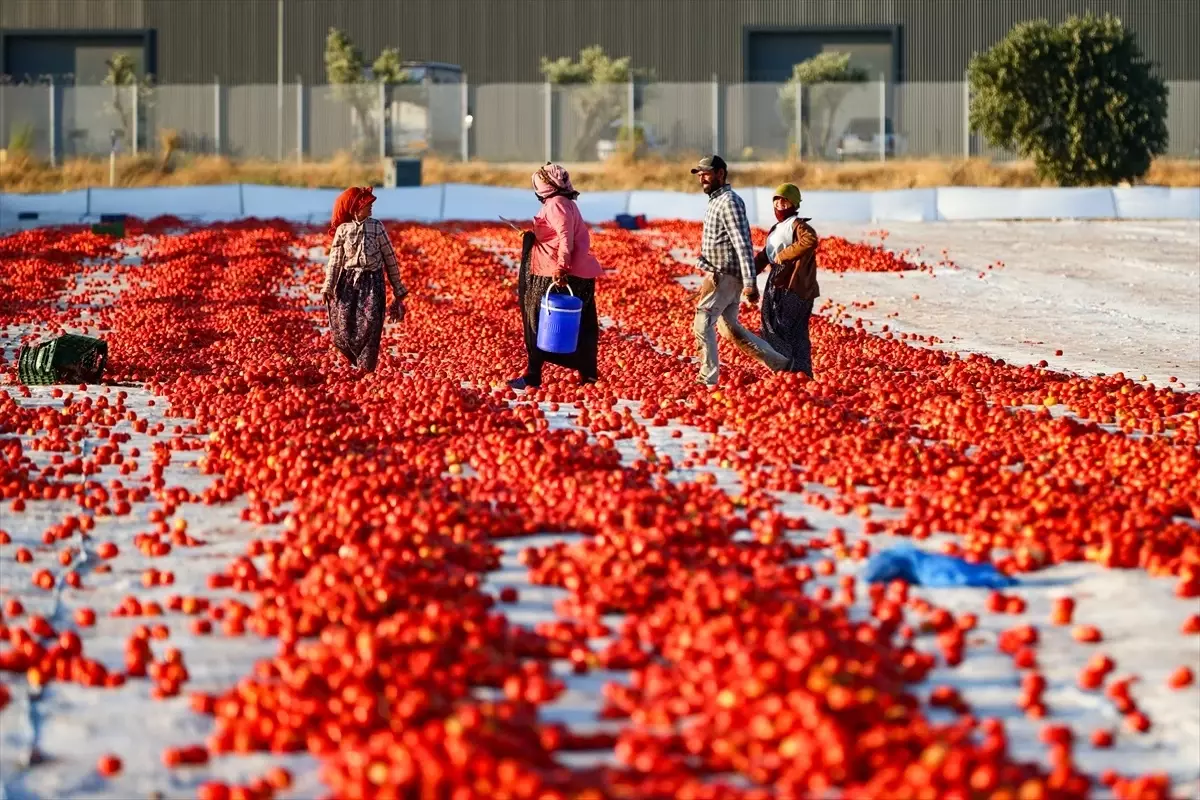 Türkiye\'den Kuru Domates İhracatına 95 Milyon Dolar