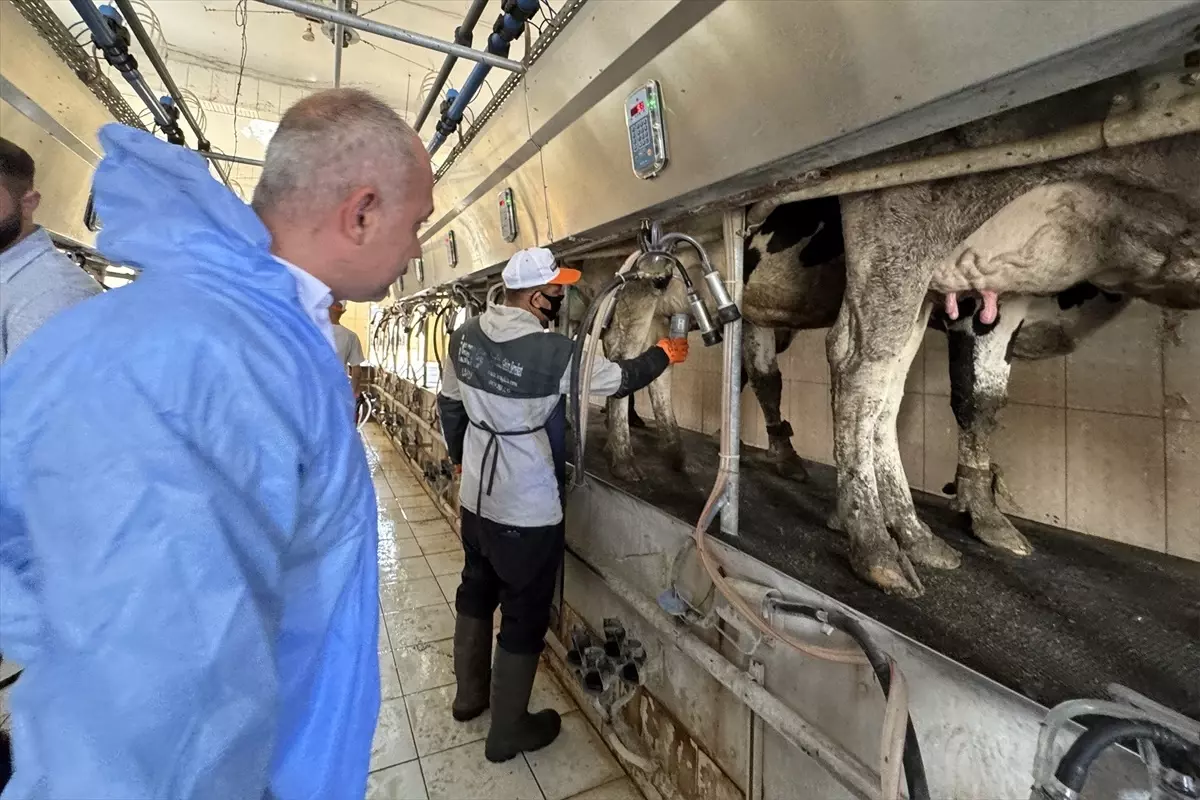 Mastitis için Yerli Çözüm: Cihaz Geliştirildi