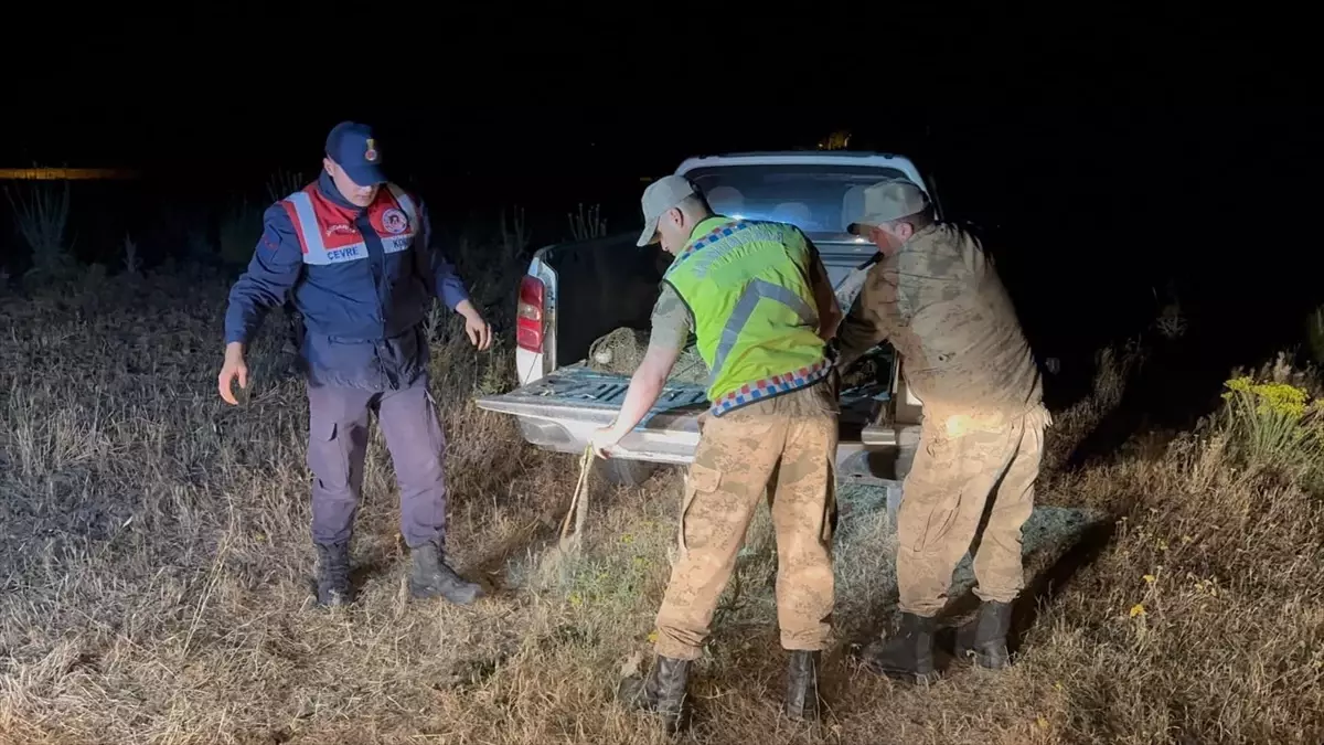 Van\'da Kaçak Avlanan İnci Kefali Suya Bırakıldı
