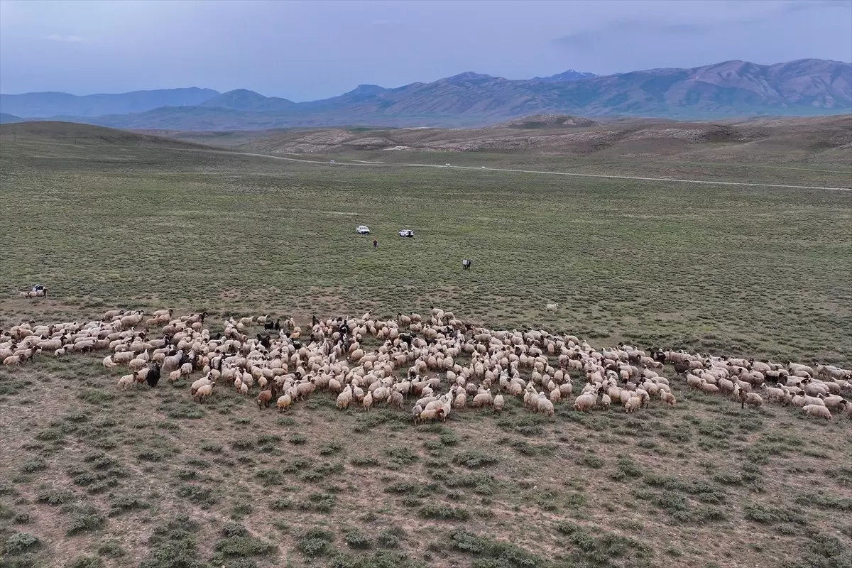 Van\'da Koyun Desteği Projesi