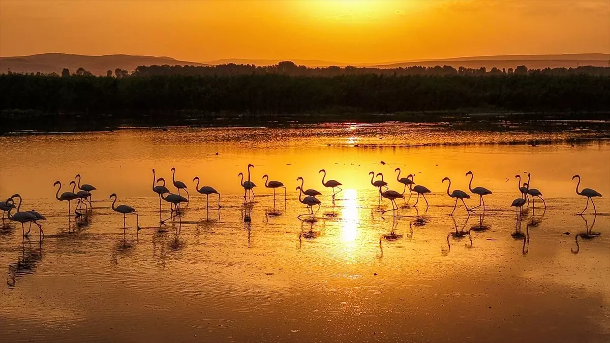 Van Gölü\'nde Flamingo Güzelliği