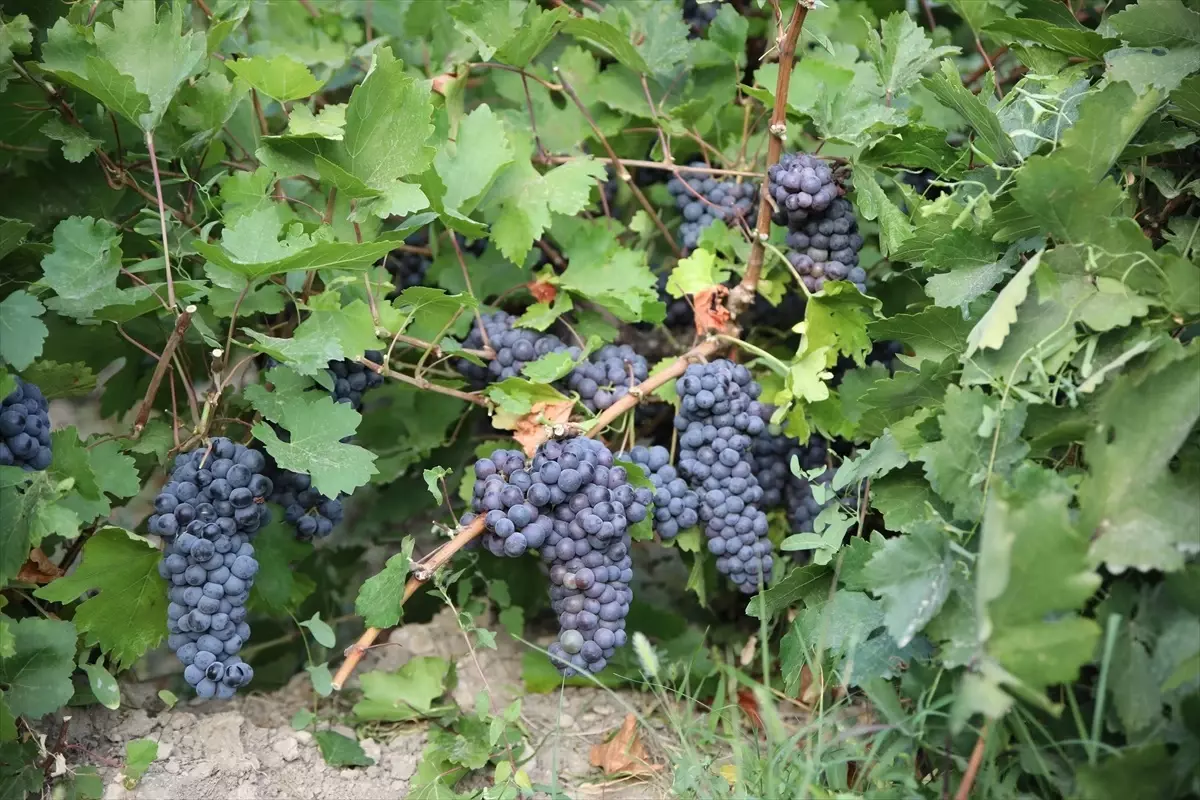 Erciş Üzümünün Hasadı Başladı