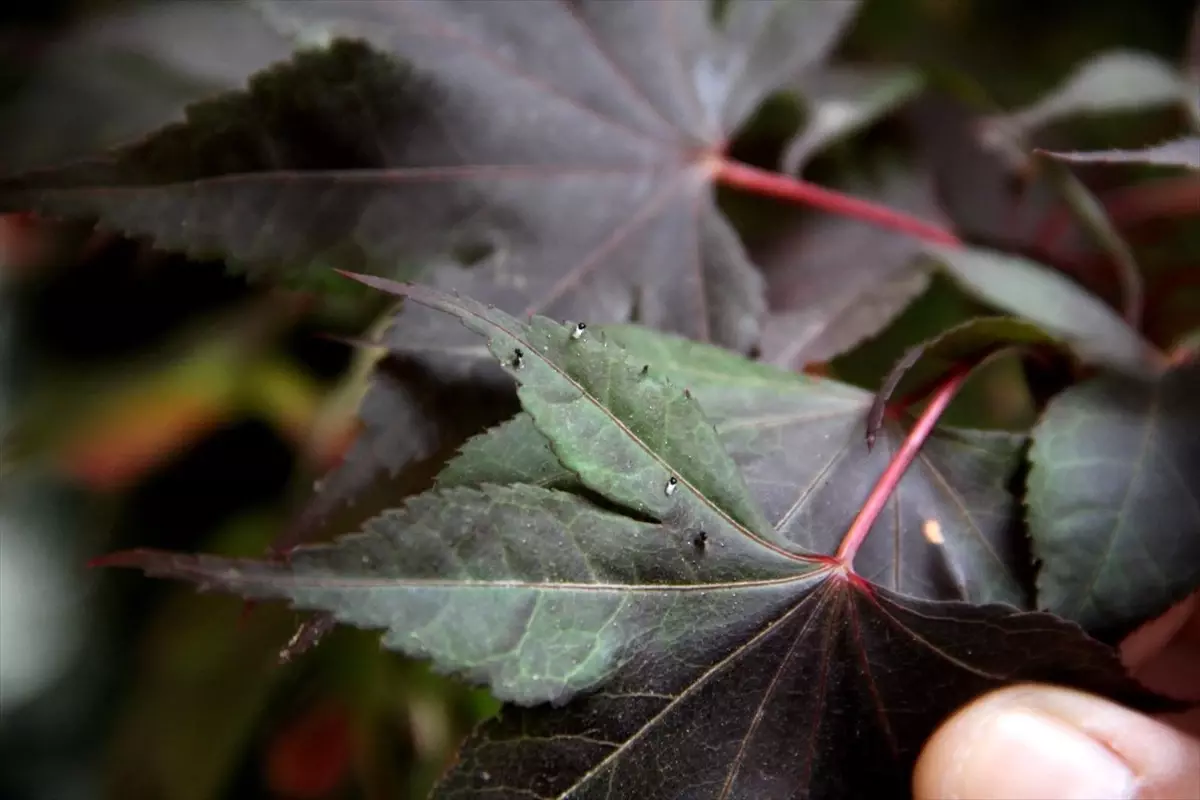 Yalova\'da Samuray Arısı Salımı