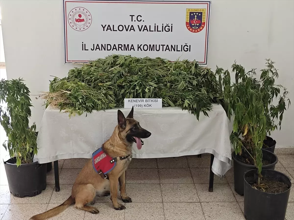 Yalova\'da Hint Keneviri Yetiştiren Şüpheli Tutuklandı