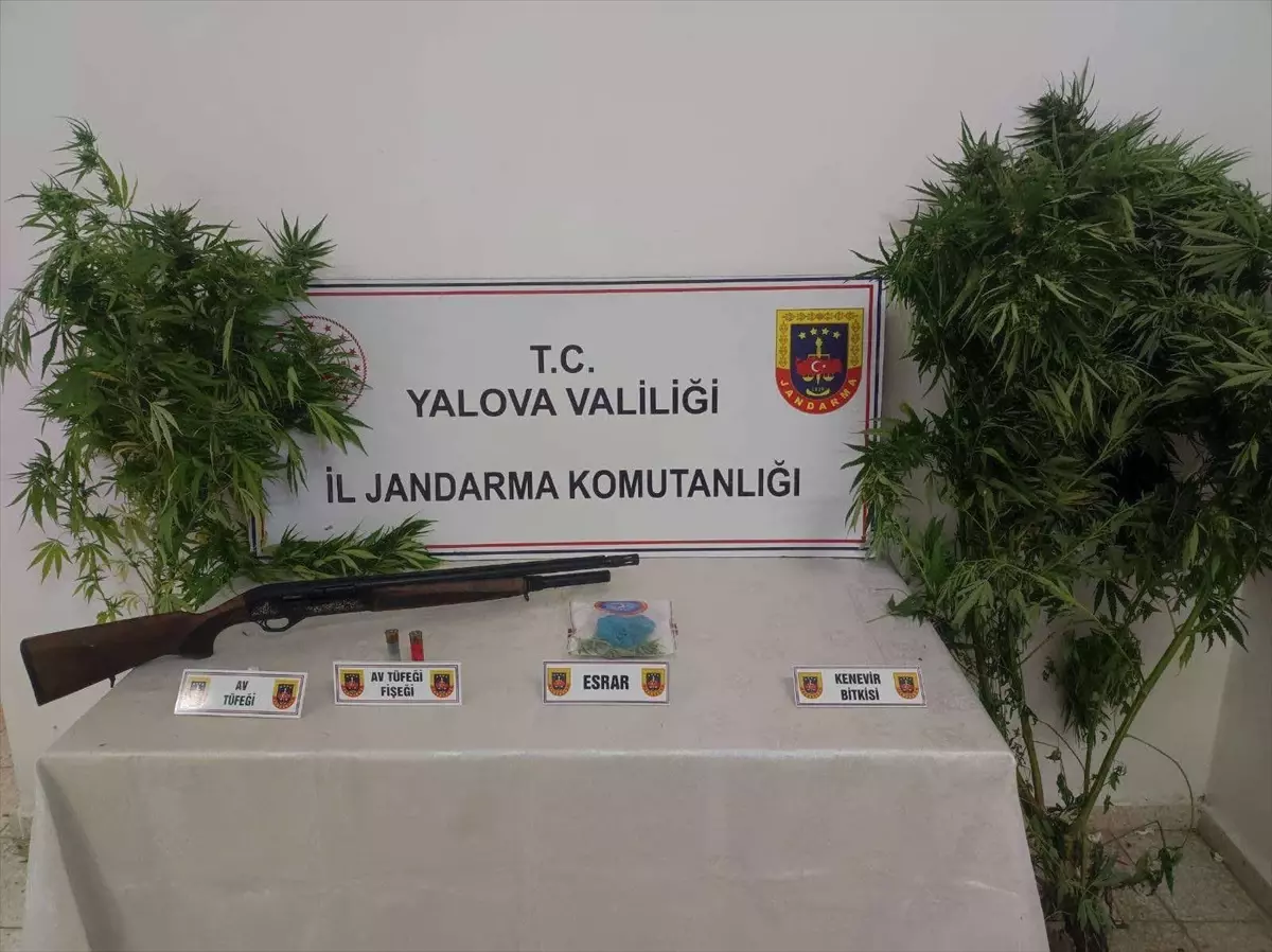 Yalova\'da Kenevir Satışı İddiasıyla 2 Gözaltı