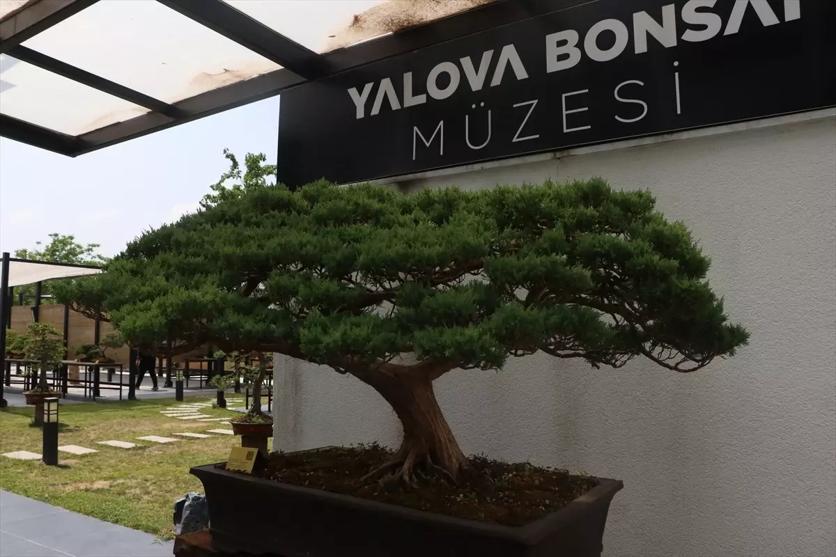 Yalova Bonsai Müzesi\'nde Dut Hasadı
