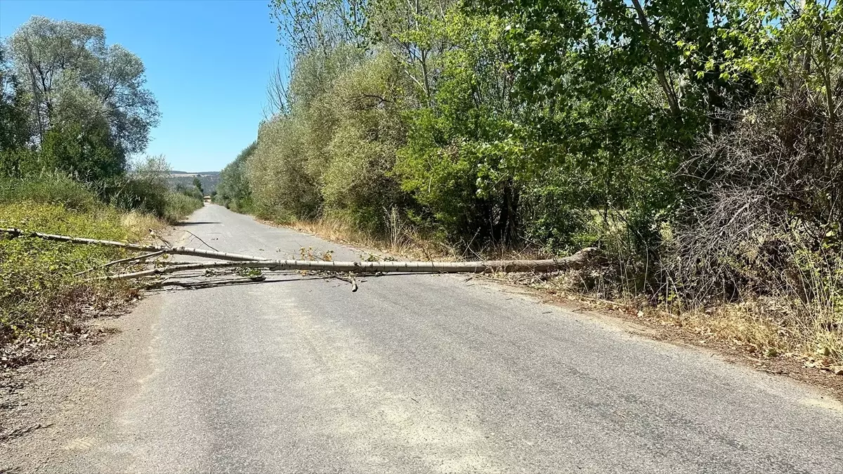 Yalvaç\'ta Rüzgar Ağaç Devrildi, Ulaşım Engellendi