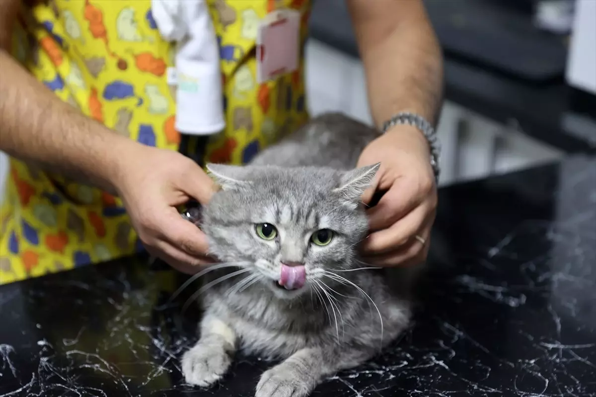 Zehirlenen Kedi Sağlığına Kavuştu