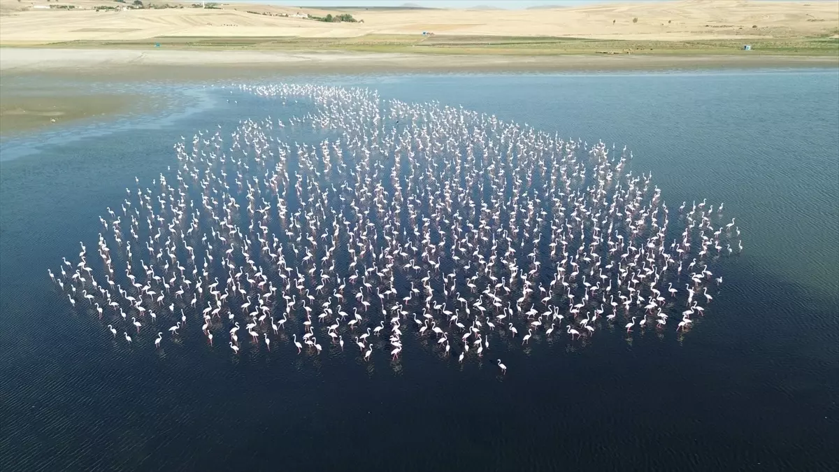 Yozgat\'ta Flamingo İzleme Faaliyeti