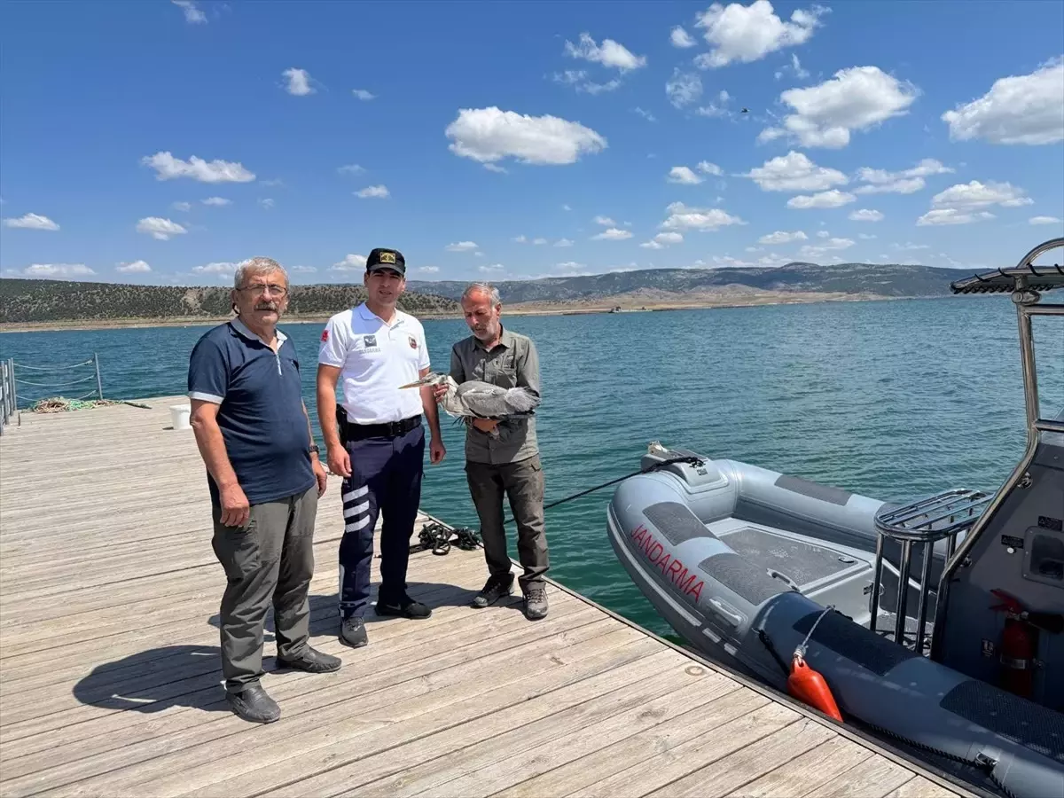 Yaralı Gri Balıkçıl Kuşu Tedavi Altında