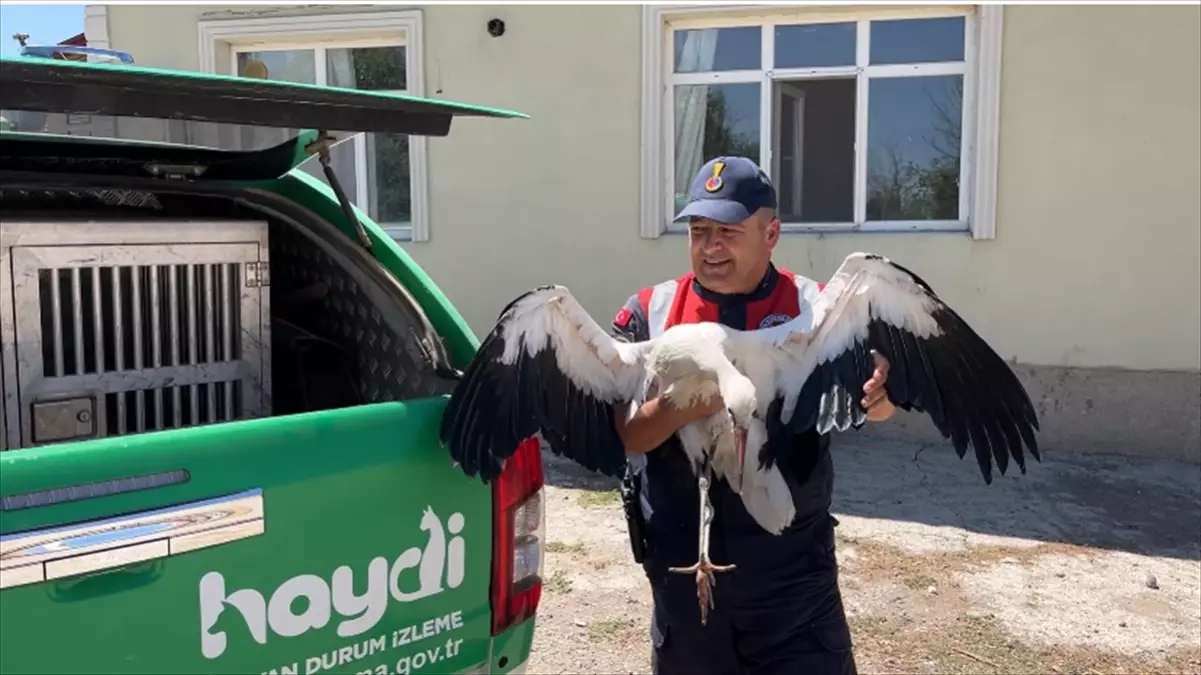 Leylek Tedavi İçin Jandarmaya Teslim Edildi