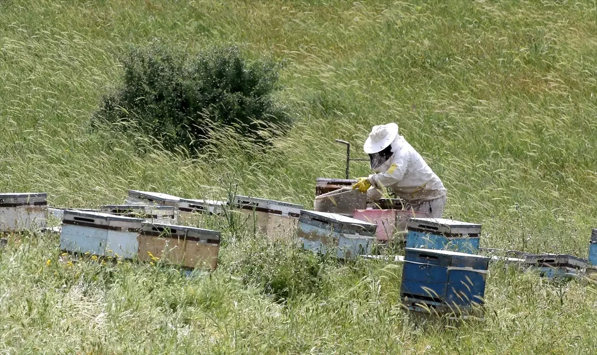 Muş Ovası\'na 507 Gezgin Arıcı Geldi