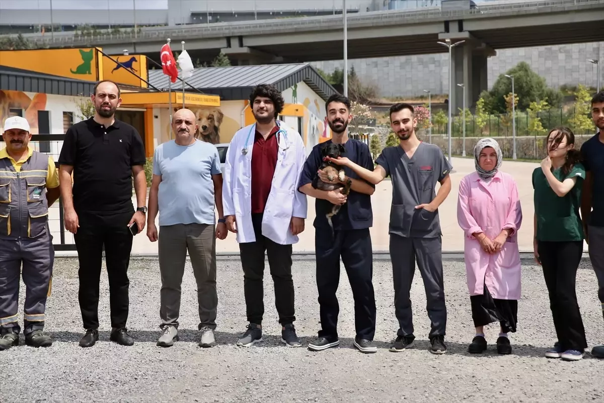 Ziftle Savaşan Köpek Yavrusu Tedavi Olup Sahiplenilecek