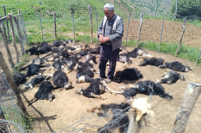 Ağıla giren kurtlar, 49 küçükbaşı öldürdü