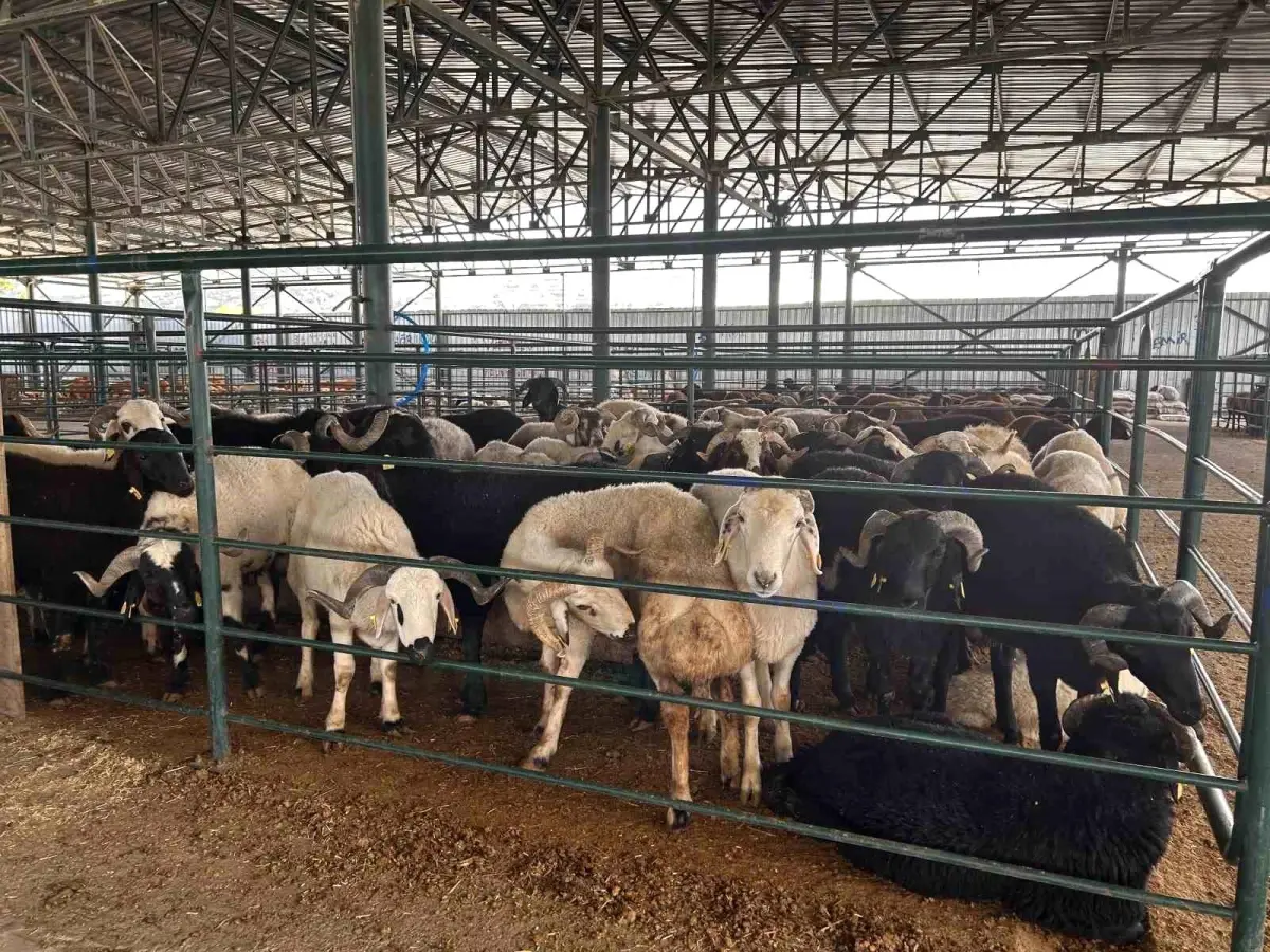 Eskişehir\'de Kurban Bayramı Öncesi Hayvan Pazarında Satışlar Beklentinin Altında
