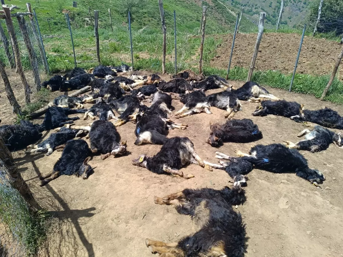 Ağıla giren kurtlar, 49 küçükbaşı öldürdü