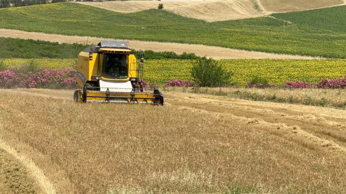 Adana\'da Buğday Hasadında Kuraklık Etkisi