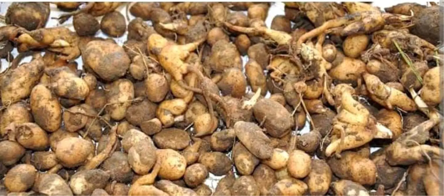 Denizli\'de Salep Toplayan Şahsa Yüksek Cezası