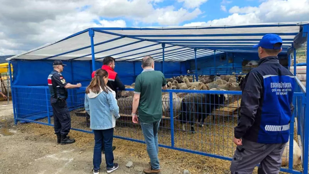 Eskişehir\'de Kurban Hayvan Denetimi