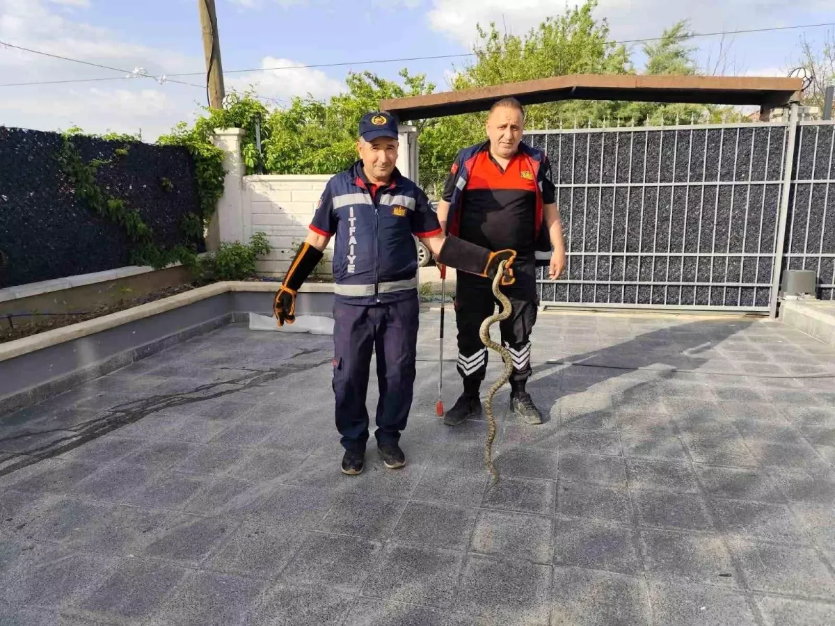 Çorum\'da Yılan Panik Yaratmadı, İtfaiye Ekibi Tarafından Kurtarıldı