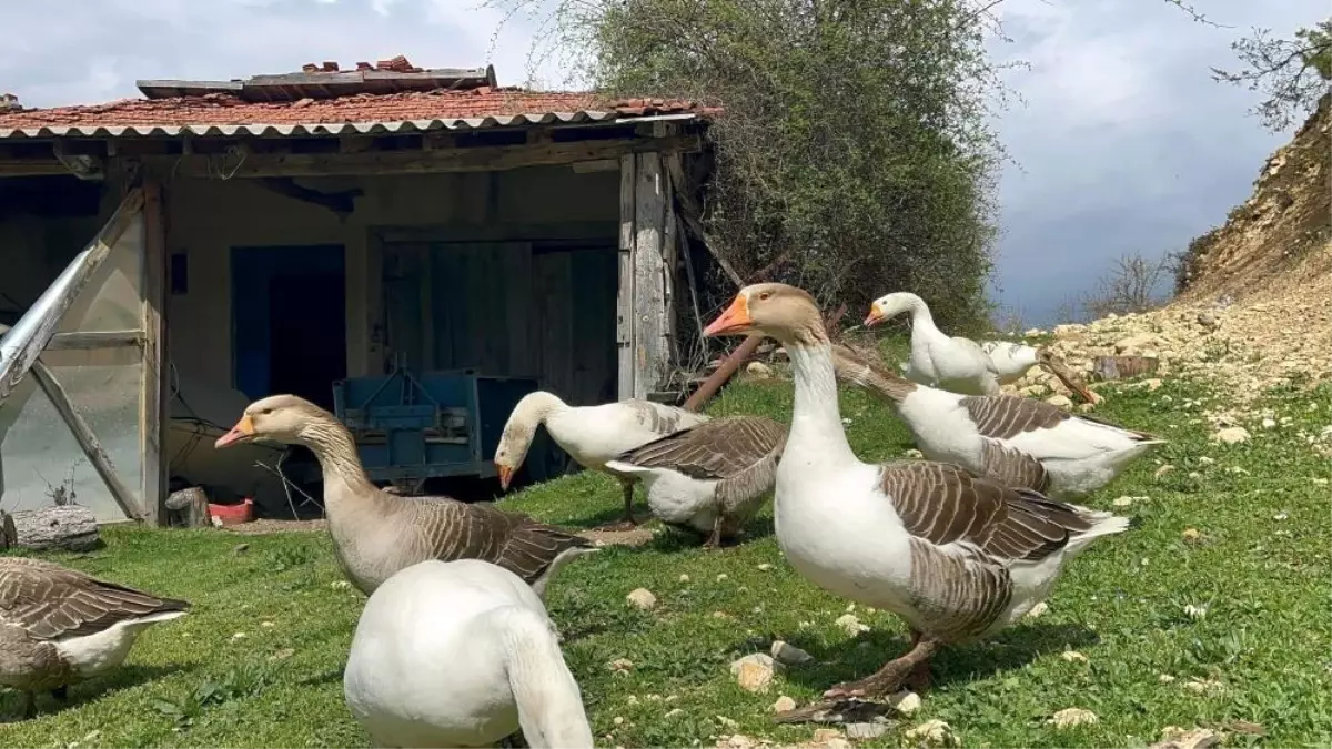 Kars\'ta Kaz Tüyü İşiyle Büyüyen Ufuk Güner
